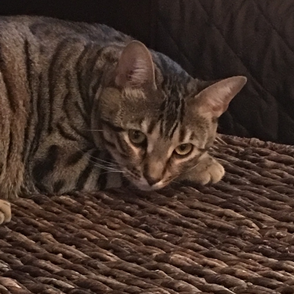 Meet your Posher, Amanda